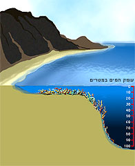 תפוצת שוניות עפ"י עומק המים